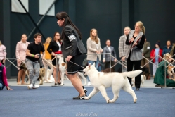 Ruby CACIB Bydgoszcz 15.02.2026